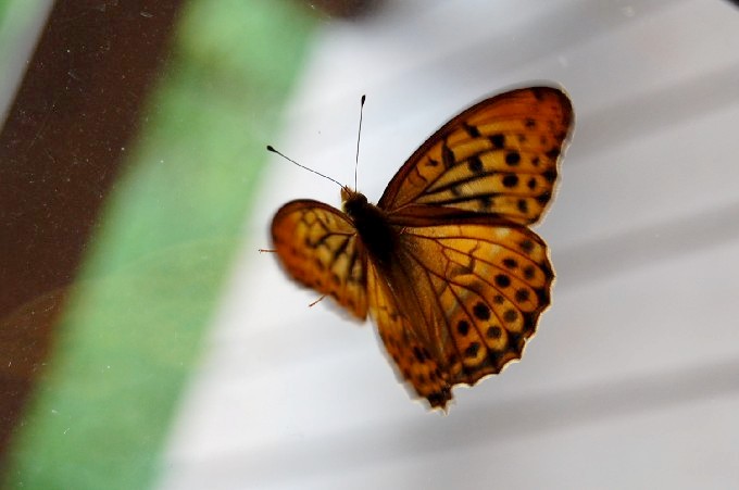Butterfly (45k image)
