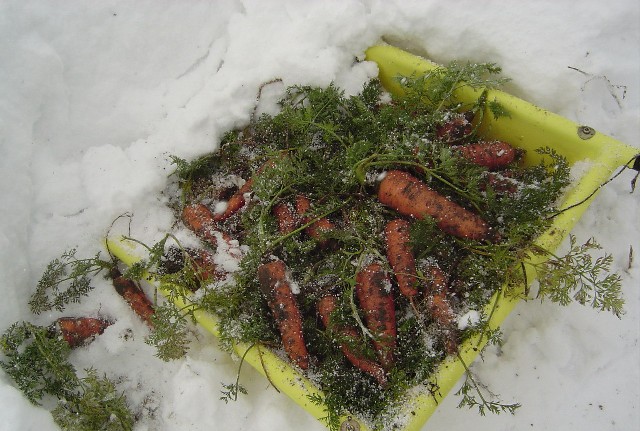 Carrots (97k image)
