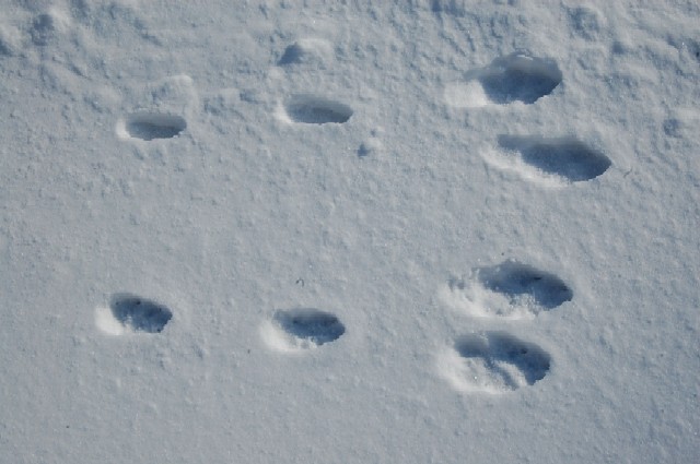 Footprints0208a (60k image)