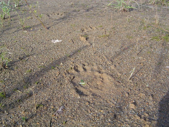 Footprints1015B (184k image)
