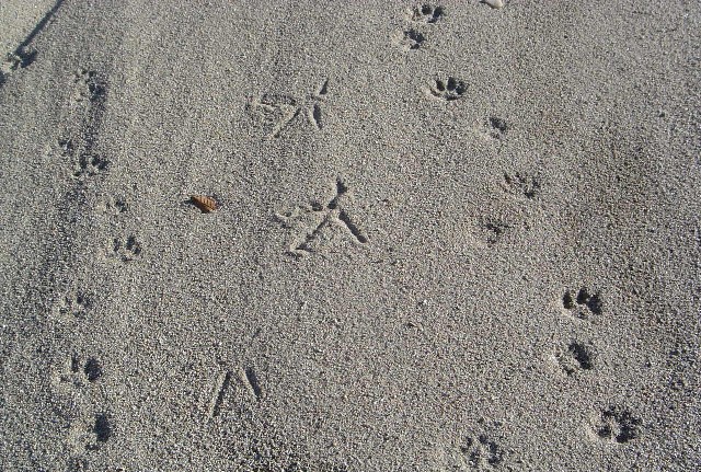 Footprints1214 (175k image)