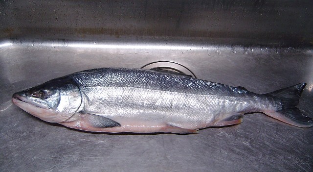 Salmon (74k image)
