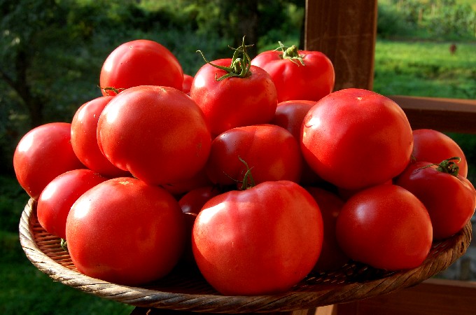 Tomato0821 (77k image)