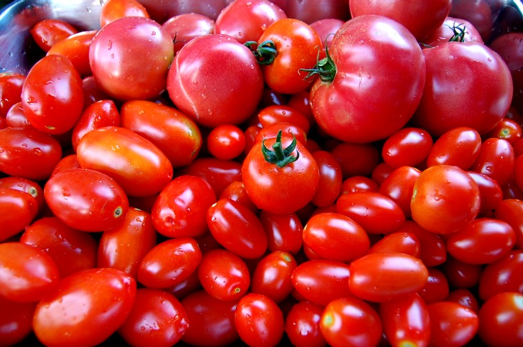 Tomato082410 (112k image)